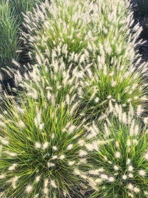 Pennisetum-Lumen Gold_General