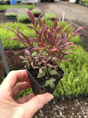 Nandina Colorscape
