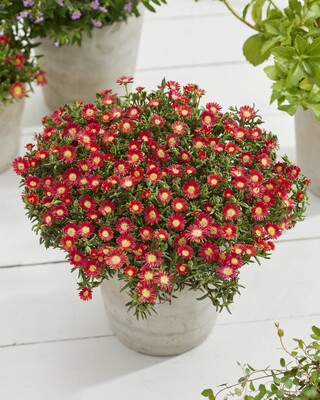 Delosperma WOW Hot Red