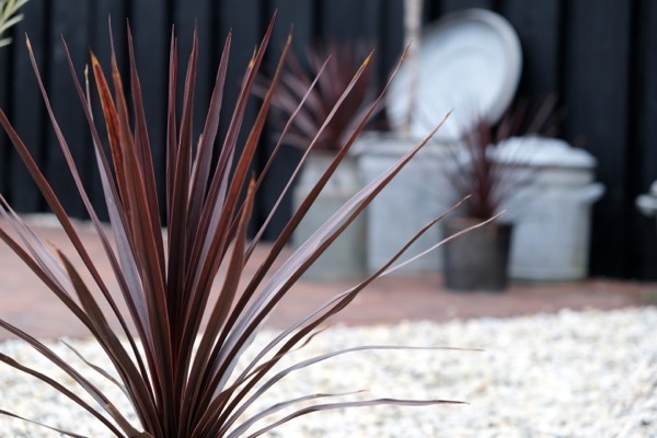 Cordyline-Little Red Star_Foliage