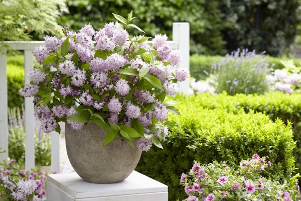 Deutzia-Raspberry Sundae_Patio