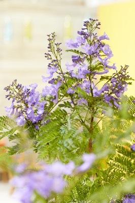 Jacaranda-Bonsai Blue_Close up flower