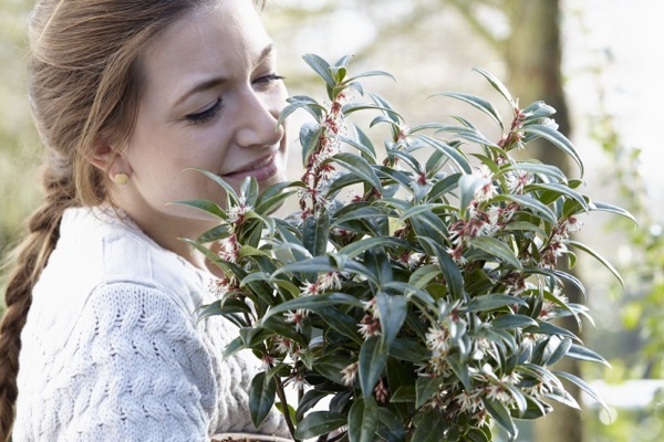 Sarcococca-Winter Gem_General