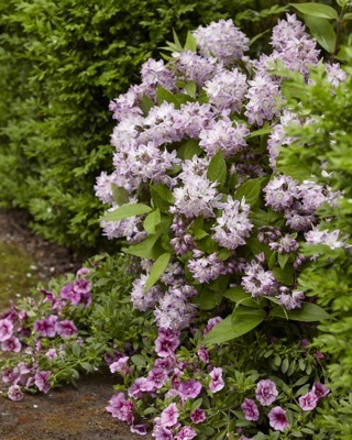 Deutzia-Raspberry Sundae_Garden