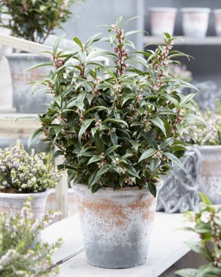 Sarcococca-Winter Gem_Patio