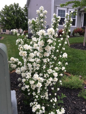 Philadelphus Pearls of Perfume