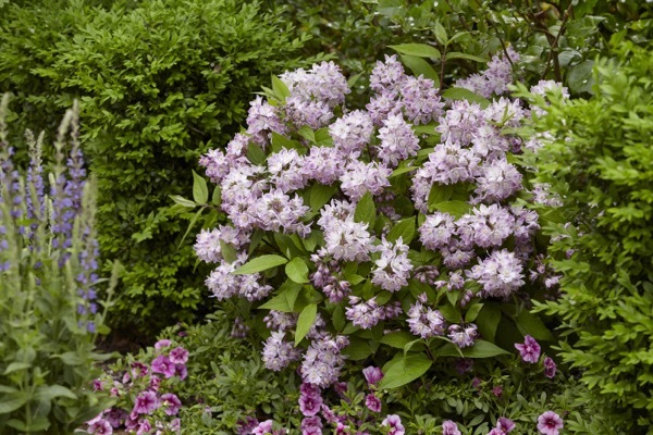 Deutzia-Raspberry Sundae_Garden