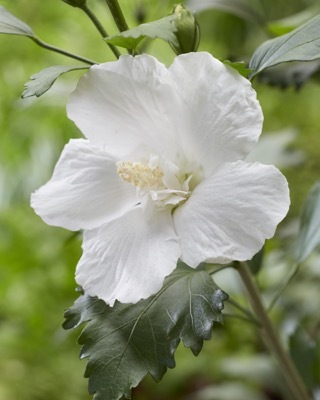 Hibiscus-Flower Tower White_Close up flower