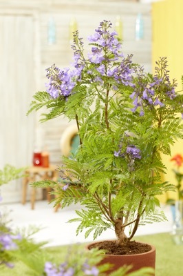 Jacaranda-Bonsai Blue_Patio