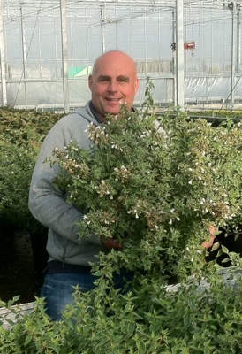 Abelia-Lucky Lots_Breeder