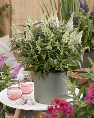 Buddleja-Little White_Patio