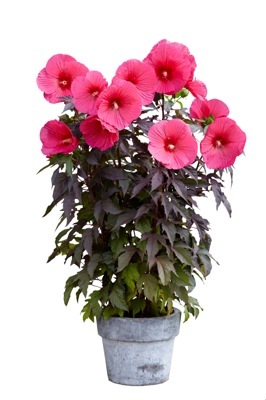 Hibiscus-Carousel Pink Passion_Pot