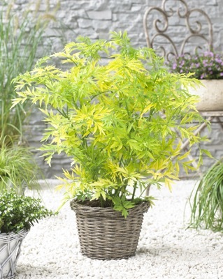 Sambucus-Golden Tower_Patio