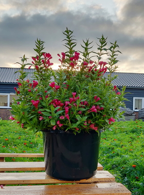 Weigela Picobella Rosso