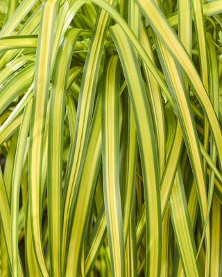 Scirpus Stars and Stripes