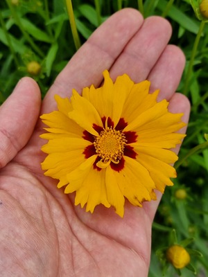 Coreopsis Solar Mellow