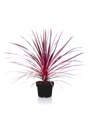 Cordyline-Charlie Boy_Pot