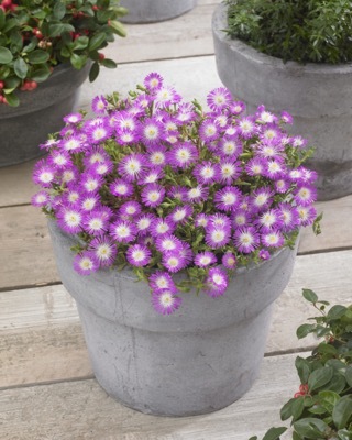 Delosperma-Violet Wonder_Patio