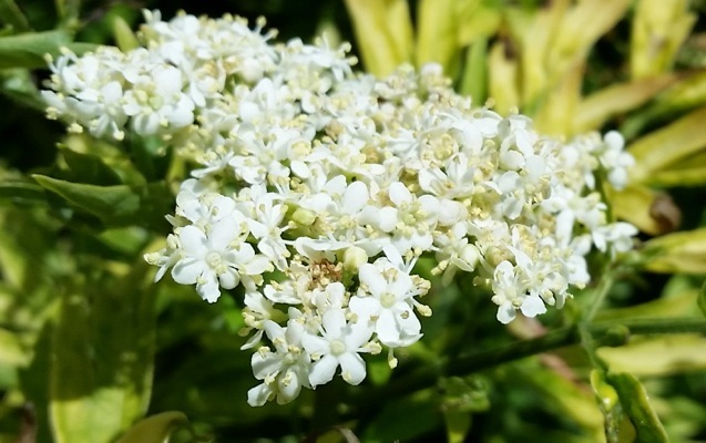 Sambucus-Golden Tower_Close up flower