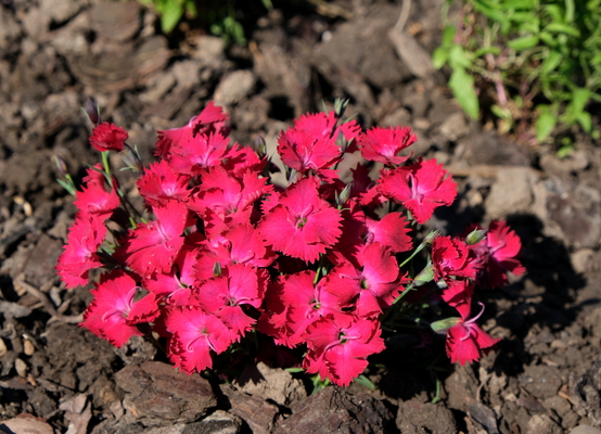 Dianthus Vivi Cherry Charm