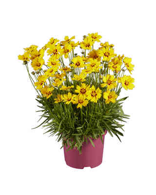 Coreopsis Solar Mellow