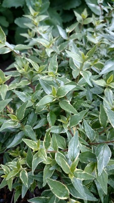 Abelia-Lucky Lots_Close up foliage