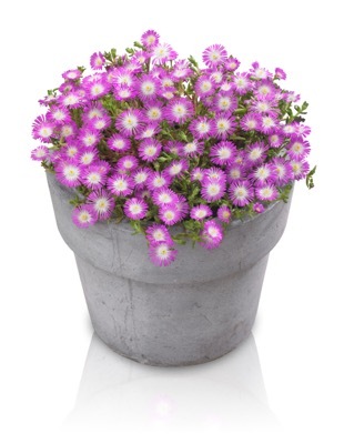 Delosperma-Violet Wonder_Pot