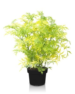 Sambucus-Golden Tower_Pot