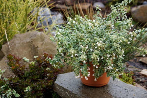 Abelia-Lucky Lots_Pot