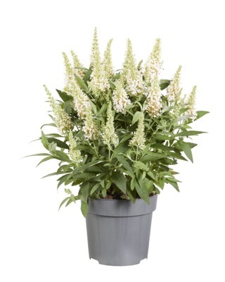 Buddleja-Little White_Pot