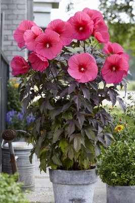 Hibiscus-Carousel Pink Passion_Patio