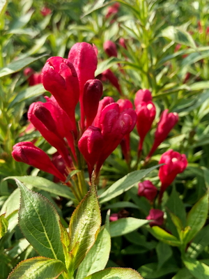 Weigela Picobella Rosso