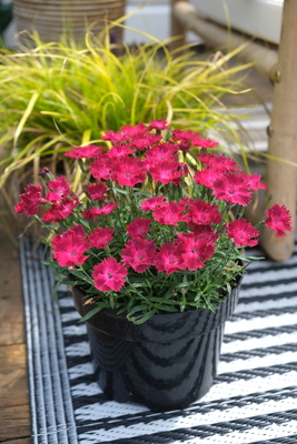 Dianthus Vivid Cherry Charm