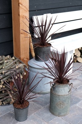 Cordyline-Little Red Star_Patio