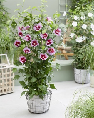 Hibiscus-Flower Tower Purple_Patio