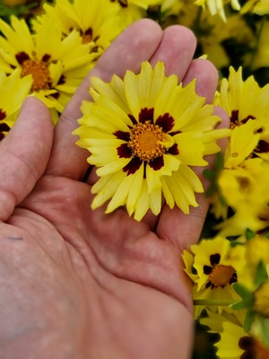 Coreopsis Solar Moon