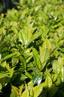 Prunus Green Goblet