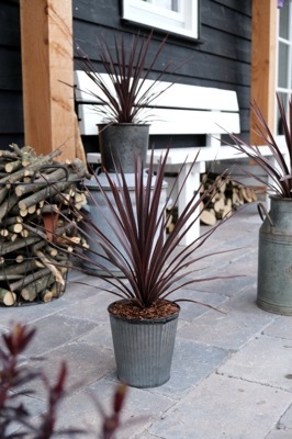 Cordyline-Little Red Star_Patio