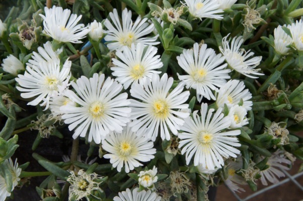 Delosperma-White Wonder_Flower