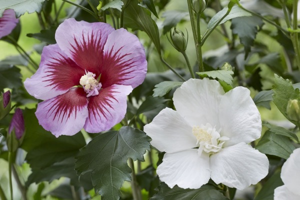 Hibiscus-Flower Tower Purple_Flower