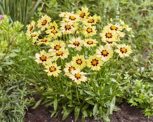 Coreopsis Solar Moon