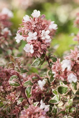 Abelia-Magic Daydream_Close up foliage