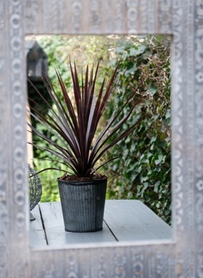 Cordyline-Little Red Star_Patio