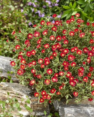 Delosperma WOW Hot Red