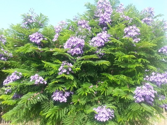 Jacaranda-Bonsai Blue_Flower