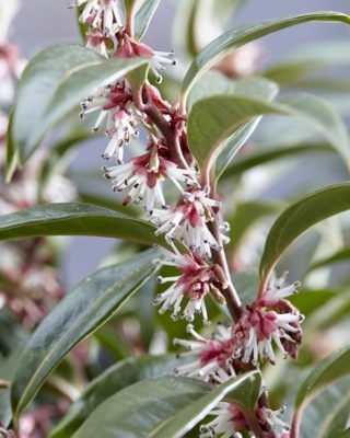 Sarcococca-Winter Gem_Flower