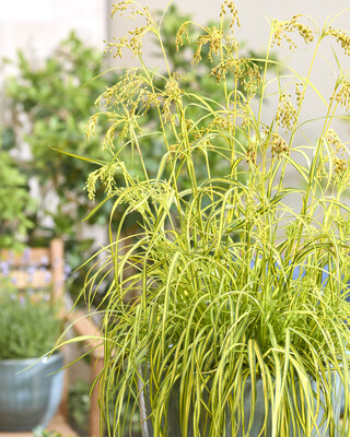Scirpus Stars and Stripes