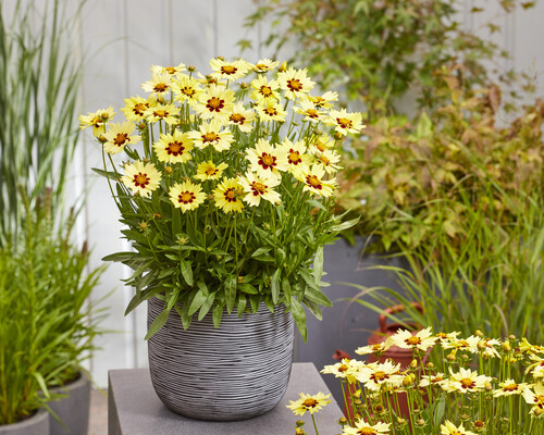 Coreopsis Solar Moon