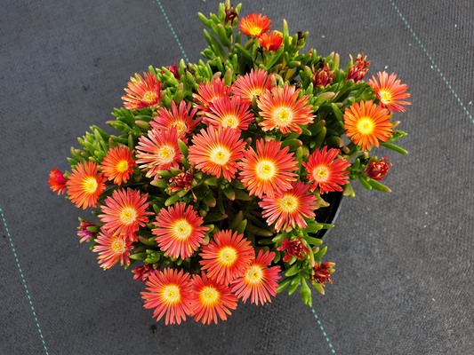 Delosperma WOW Hot Orange