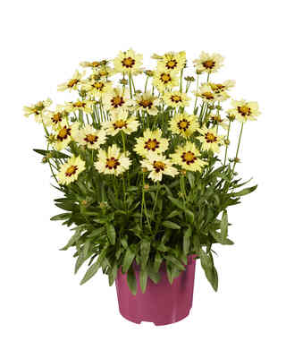 Coreopsis Solar Moon